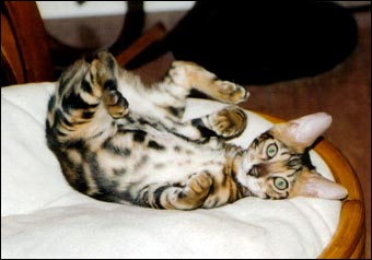 Ramses, a gorgeous, top quality marble Bengal male, at 10 months old!