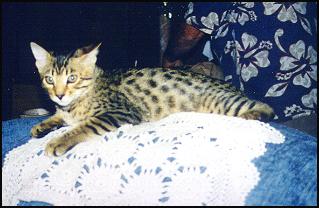 Foothill Felines Rashi, a Metallica and Megan leopard Bengal male!