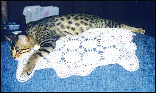 Foothill Felines Rashi, a show quality leopard spotted Bengal male kitten!