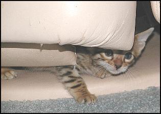 Foothill Felines 5 weeks old kitten playing under recliner!!