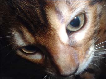 Foothill Felines Serenity, a gorgeous leopard spotted SBT Bengal female kitten at 12 weeks!