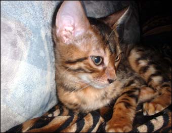 Foothill Felines Renny, a gorgeous leopard spotted SBT Bengal female kitten at 12 weeks!