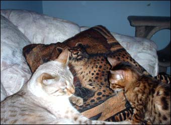 Foothill Felines Renny and Akemi, 2 gorgeous leopard spotted SBT Bengal female kittens!