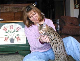 Foothill Felines Rhett, a gorgeous tawny leopard spotted SBT Bengal male kitten!