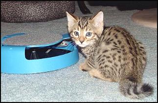 Foothill Felines Bengal kittens enjoying playing with the fishing fly toy from HDW's on-line Feline Toy Store!