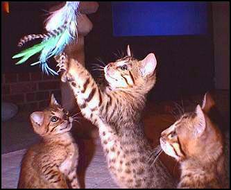 Foothill Felines Bengal kittens enjoying playing with the fishing fly toy from HDW's on-line Feline Toy Store!