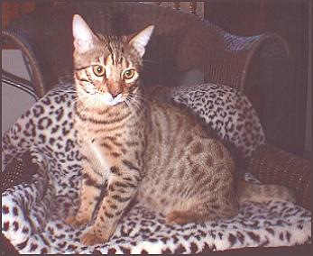 Junior, a brown spotted male Bengal with a beautiful pattern of rosetted spots, at 8 and a half mo. old!
