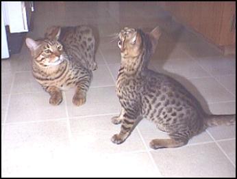 Junior, and Milton II, a very typey, pelted and glittered SBT Bengal, F-7 generation, here at 14 weeks old!