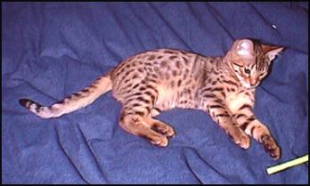 Junior is one of the bottle babies at Foothill Felines - handraised in our living room, seen here at 14 weeks old!