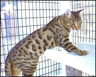 Megan has a very wild appearance, with amber brown eyes like the Asian leopard cat, rare in an SBT domestic Bengal cat!