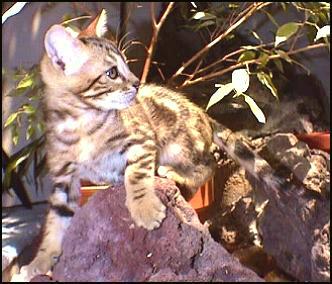 Brown Marble Female Bengal Kitten  at 8 Weeks!