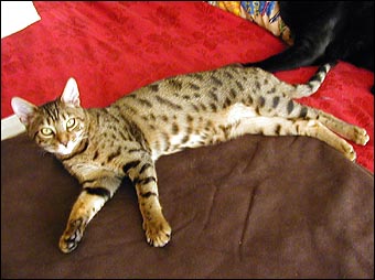 Foothill Felines Mank, a gorgeous leopard spotted SBT Bengal female, at home in Sacramento!
