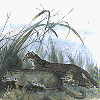 Rusty Spotted Cat Animation
