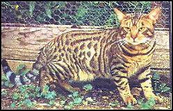Alotaspots Sampson, F4 sire of SGC Heritage Kimo of Almaden and many other famous Bengals!