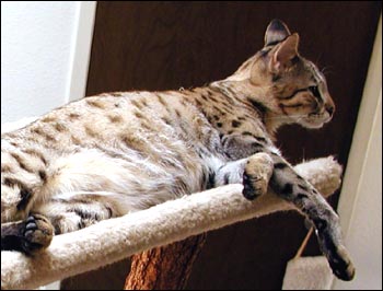 Sandy Spots Savannah Female F2 Kitten at 11 months old - her grandfather is a spotted African Serval!