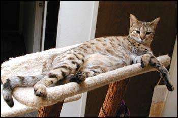 Sandy Spots Savannah Female F2 Kitten at 11 months old - her grandfather is a 40 pound African Serval!