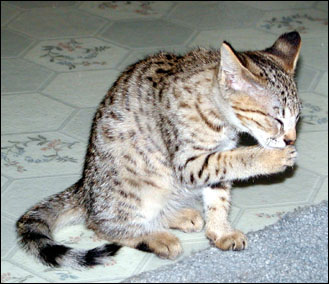 Sandy Spots Savannah Female F2 Kitten at 11 weeks old!