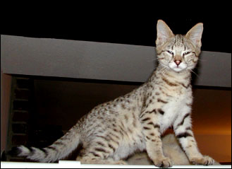 Sandy Spots Savannah Female F2 Kitten at 11 weeks old - her grandfather is an African Serval!