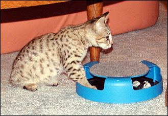 Sandy Spots Savannah Female F2 Kitten at 11 weeks old - her grandfather is a spotted African Serval!