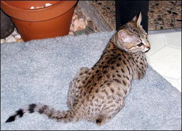 Sandy Spots Savannah Female F2 Kitten at 12 weeks old - her grandfather is a spotted African Serval!