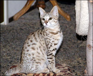 Sandy Spots Savannah Female F2 Kitten at 12 weeks old - her grandfather is an African Serval!