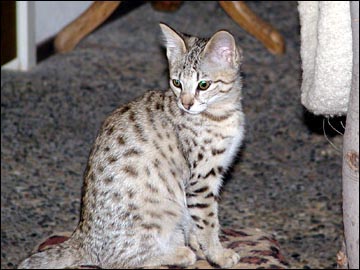 Sandy Spots Savannah Female F2 Kitten at 12 weeks old - her grandfather is an African Serval!