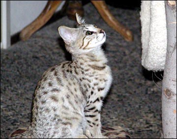 Sandy Spots Savannah Female F2 Kitten at 12 weeks old!