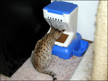 Sandy Spots Savannah Female F2 Kitten at 14 weeks old, eating - her grandfather is a spotted African Serval!