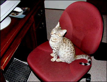 Sandy Spots Savannah Female F2 Kitten at 14 weeks old and in charge of the computer - her grandfather is an African Serval!