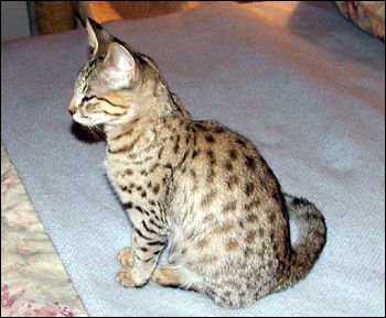 Sandy Spots Savannah Female F2 Kitten at 14 weeks old - her grandfather is a spotted African Serval!