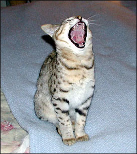 Sandy Spots Savannah Female F2 Kitten at 14 weeks old - see her roar!