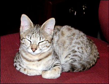 Sandy Spots Savannah Female F2 Kitten at 14 weeks old sleeping in the chair - her grandfather is an African Serval!