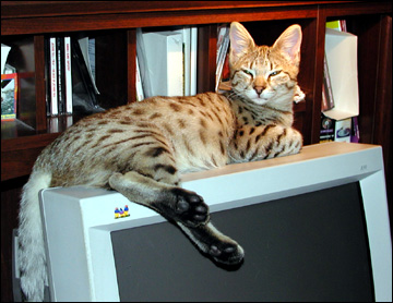 Sandy Spots Savannah Female F2 Kitten at 16 weeks old, eating - her grandfather is a 40 pound African Serval!