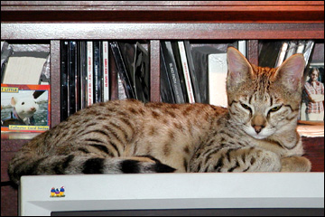 Sandy Spots Savannah Female F2 Kitten at 16 weeks old!