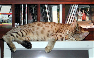 Sandy Spots Savannah Female F2 Kitten at 16 weeks old and in charge of the computer - her grandfather is an African Serval!