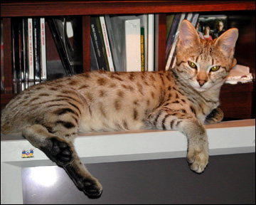 Sandy Spots Savannah Spotted Female F2 Kitten at 16 weeks old!