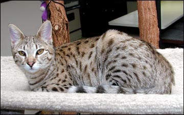 Sandy Spots Savannah Female F2 Kitten at 23 weeks old sleeping in the chair - her grandfather is a spotted African Serval!