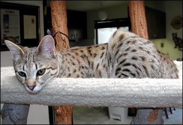 Sandy Spots Savannah Spotted Female F2 Kitten at 23 weeks old!