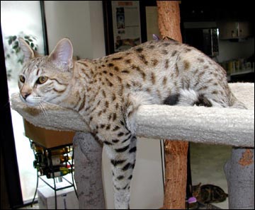 Sandy Spots Savannah Female F2 Kitten at 23 weeks old - her grandfather is a 40 pound African Serval!