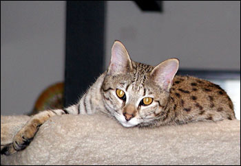 Sandy Spots Savannah Female F2 Kitten at 23 weeks old sleeping in the chair - her grandfather is a spotted African Serval!