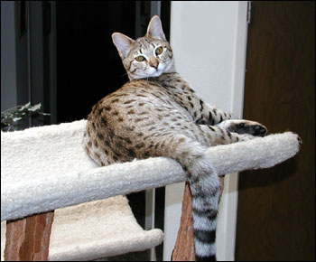 Sandy Spots Savannah Spotted Female F2 Kitten at 23 weeks old!