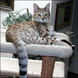 Sandy Spots Savannah Female F2 Kitten at 23 weeks old!