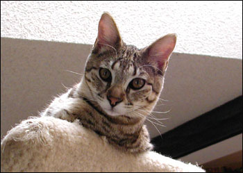 Sandy Spots Savannah Female F2 Kitten at 26 weeks old - her grandfather is a 40 pound African Serval!