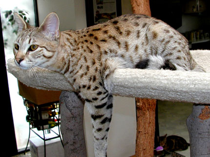 Sandy Spots of Foothill Felines, an F2 generation Savannah queen