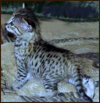 Sandy Spots Savannah Female F2 Kitten at 4 weeks old!