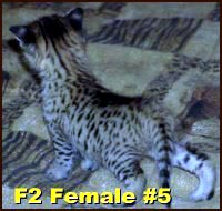Sandy Spots Savannah Female F2 Kitten at 4 weeks old - her grandfather is an African Serval!