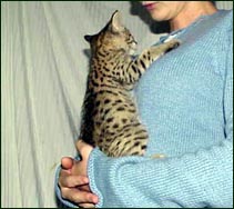 Sandy Spots Savannah Female F2 Kitten at 7 weeks old - her grandfather is an African Serval!