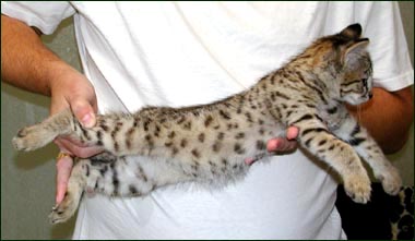 Sandy Spots Savannah Kitten Female F2 at 8 weeks old - Savannahs are a hybrid breed of cat resulting from crossing an African Serval to a domestic cat!