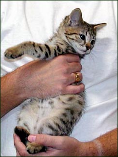 Sandy Spots Savannah Female F2 Kitten at 8 weeks old - her grandfather is a spotted African Serval!