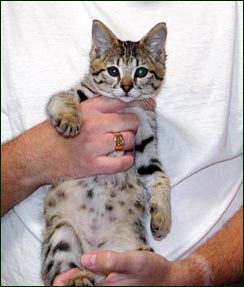 Sandy Spots Savannah Female F2 Kitten at 8 weeks old - her grandfather is an African Serval!